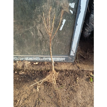 BRZOSKWINIA HARNAŚ kolumnowa - sadzonki 120 / 140 cm